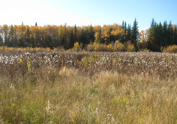 Row of trees and a person walking through the tall grass